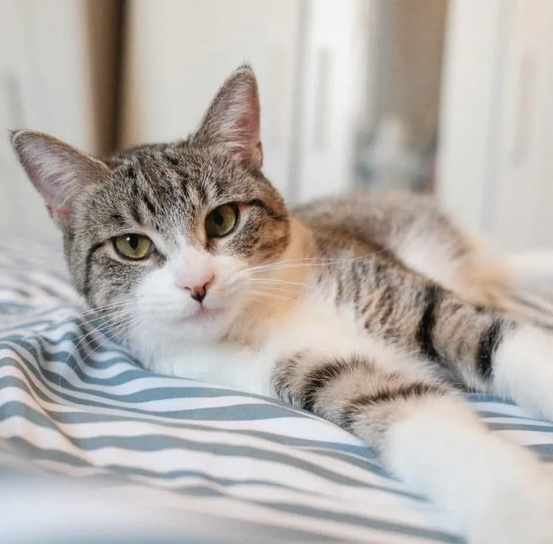 Leona Lioness thumbnail 3