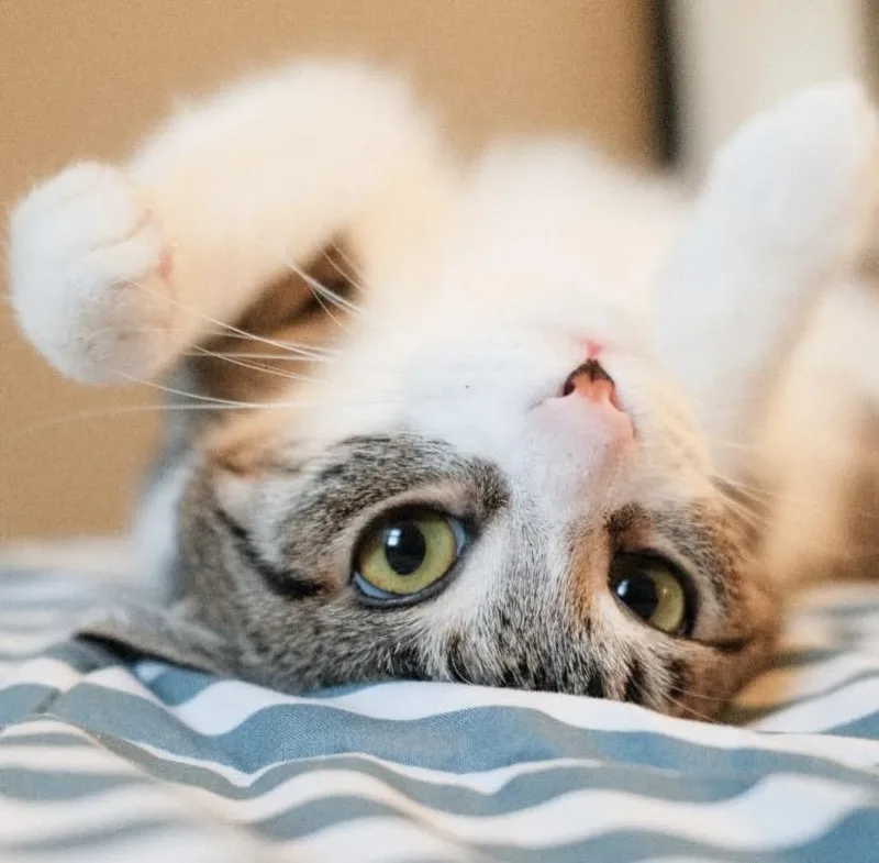 Leona Lioness thumbnail 4