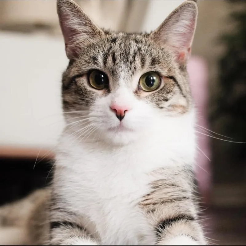 Leona Lioness thumbnail 5