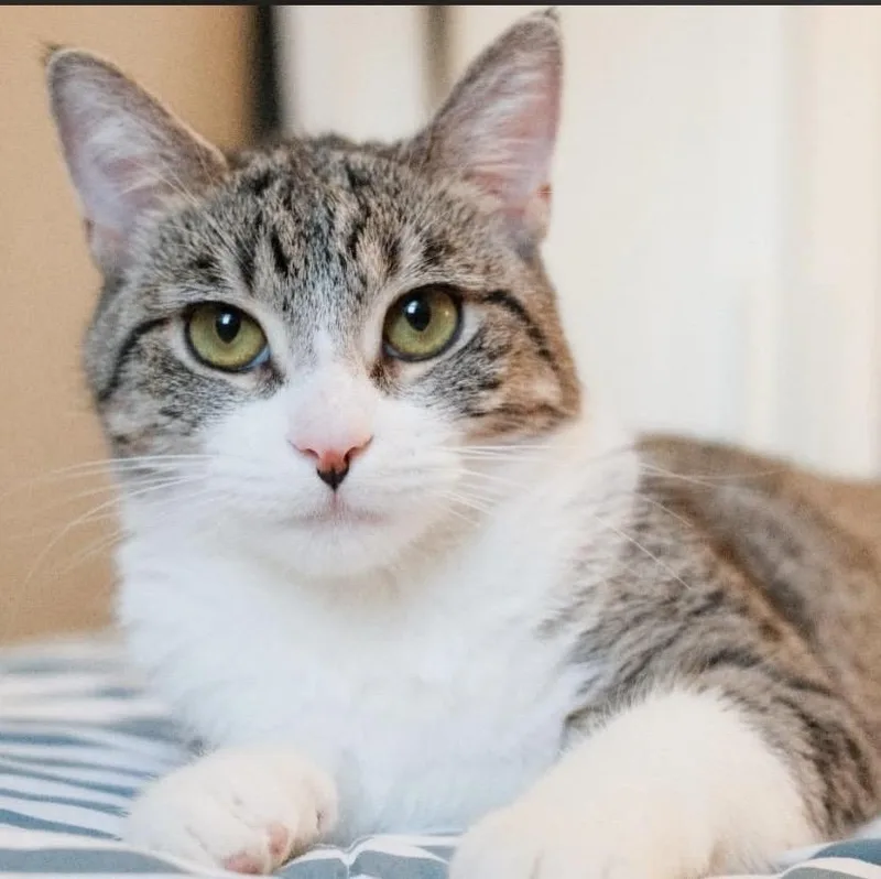 A baby medium-sized female Domestic Short Hair cat named Leona Lioness for adoption in Philadelphia, PA