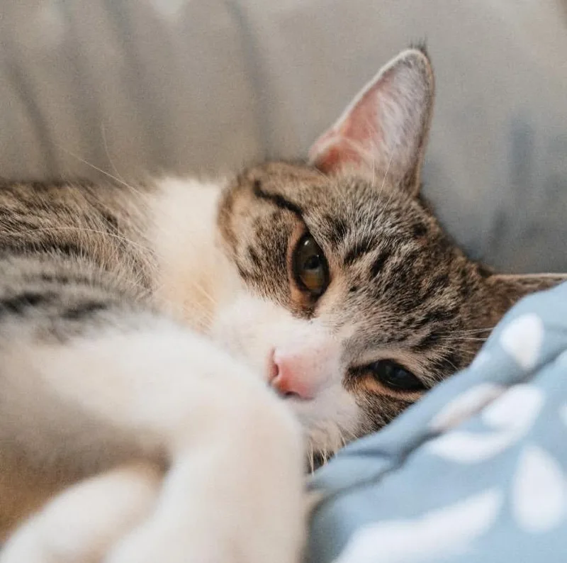 Leona Lioness thumbnail 6