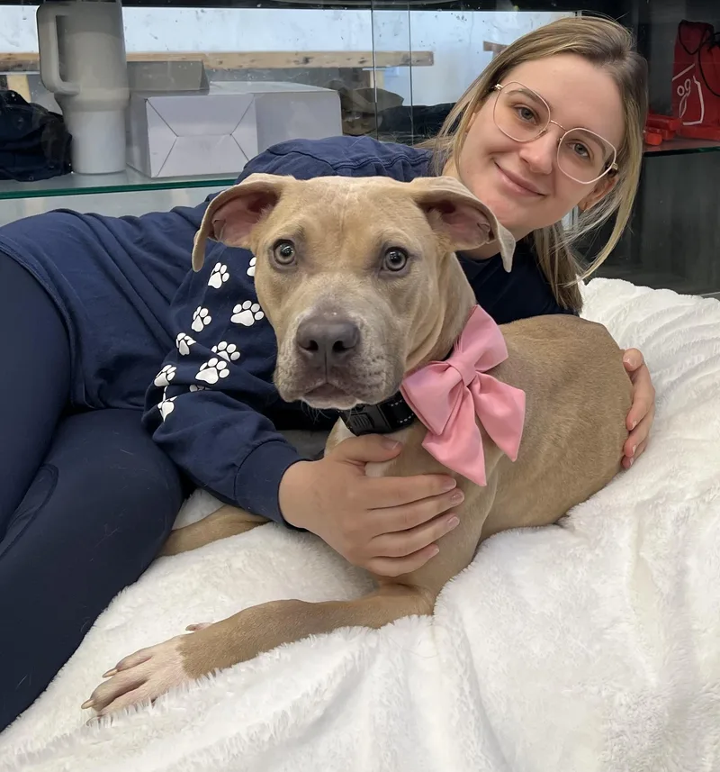 A young medium-sized female Apricot / Beige Pit Bull Terrier dog named Birdie for adoption in New Rochelle, NY