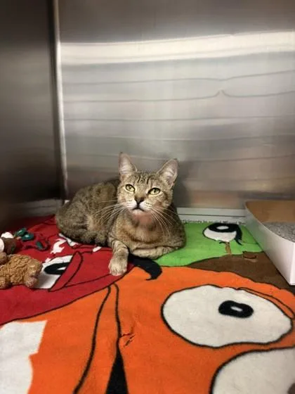 A young small-sized female Domestic Short Hair cat named River for adoption in North Miami Beach, FL