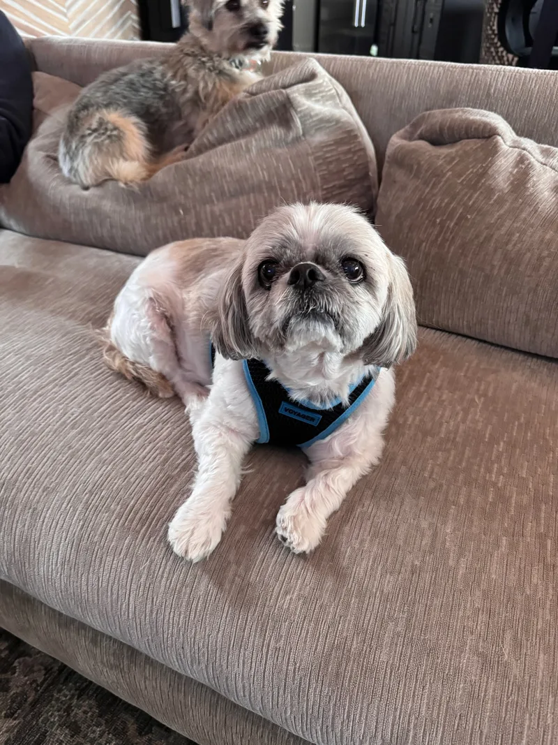 Lulu And Gizmo thumbnail 2