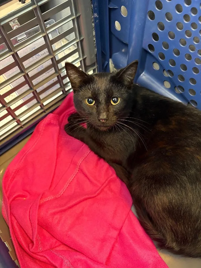 An adult medium-sized male Domestic Short Hair cat named Dunkin for adoption in Claremore, OK