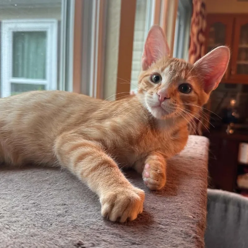 A baby small-sized male Orange / Red Domestic Short Hair cat named Nate for adoption in Williston, FL