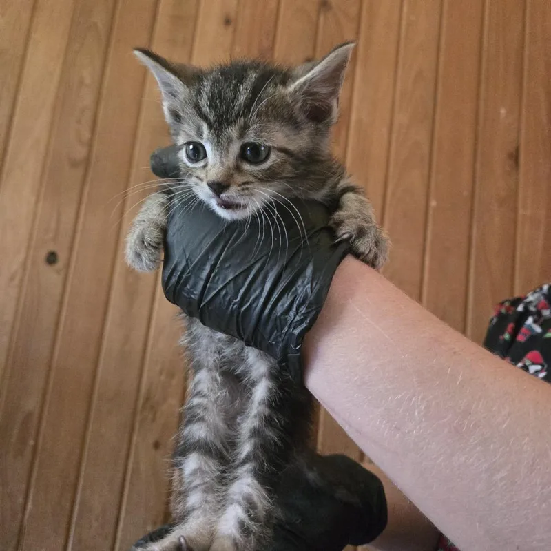 A baby small-sized male Gray / Blue / Silver Domestic Short Hair cat named Chewie for adoption in Tylertown, MS