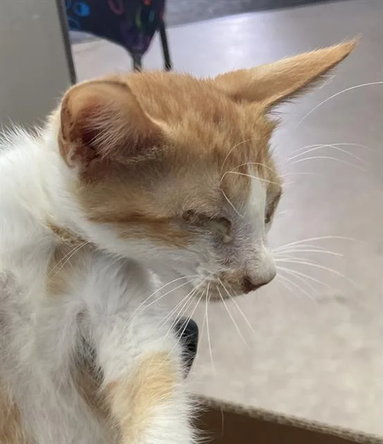 A baby medium-sized male Domestic Short Hair cat named Fozzy for adoption in Dallas, TX
