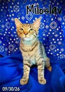 A young large-sized male Domestic Medium Hair cat named Miloslav "Milo" for adoption in Pleasanton, TX