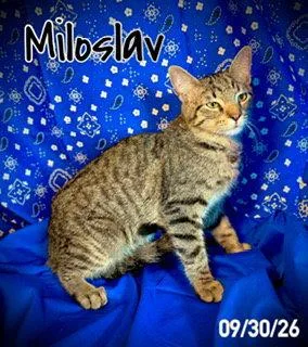 Miloslav "Milo" thumbnail 2