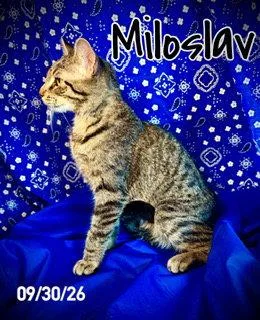 Miloslav "Milo" thumbnail 3