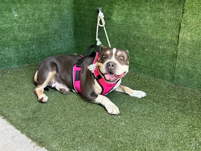 A young large-sized female French Bulldog dog named Mia for adoption in Lancaster, CA