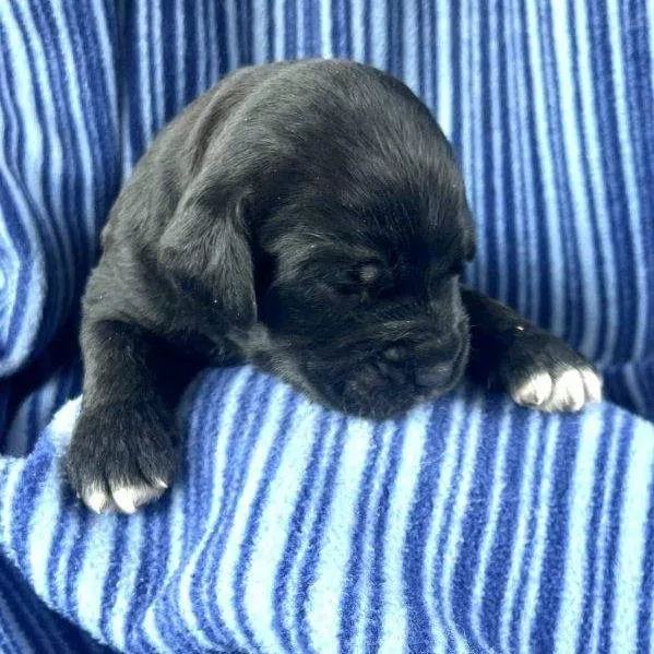 Frederik  Pup