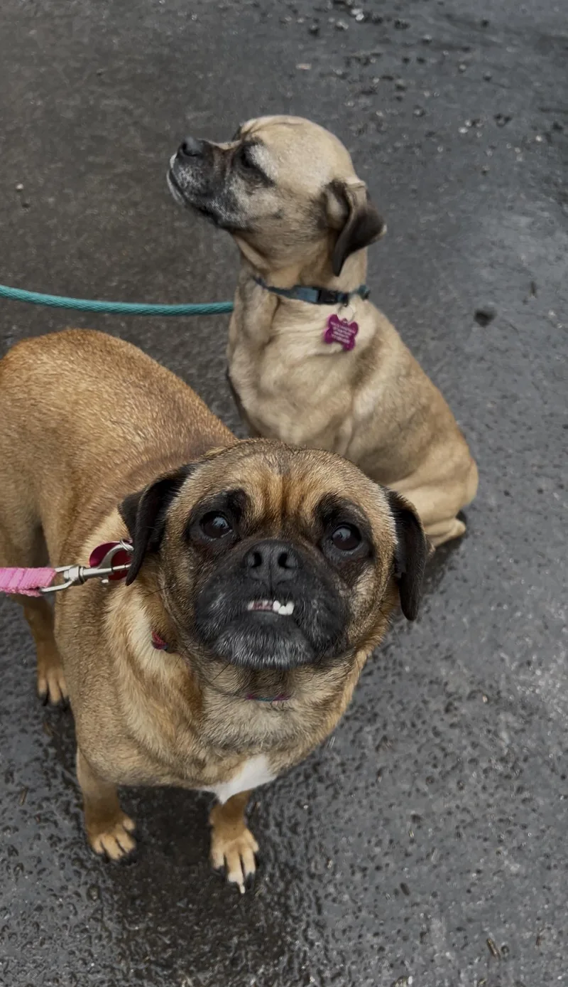 Brussel Sprout thumbnail 3