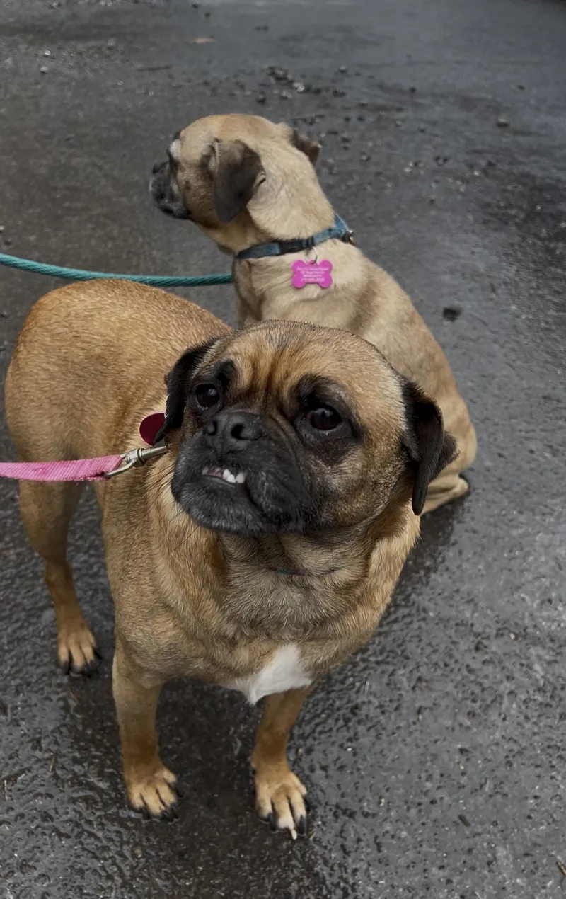 Brussel Sprout thumbnail 4