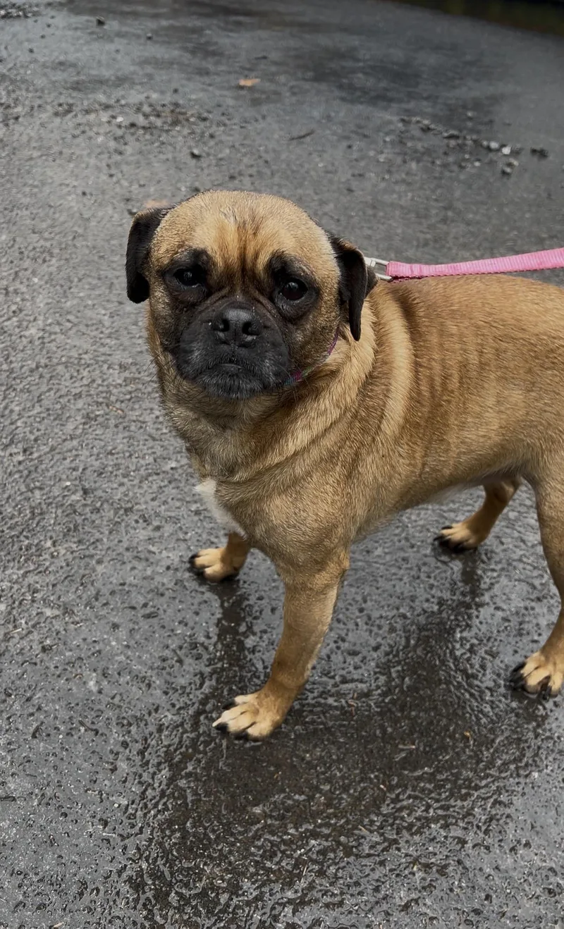 Brussel Sprout thumbnail 5