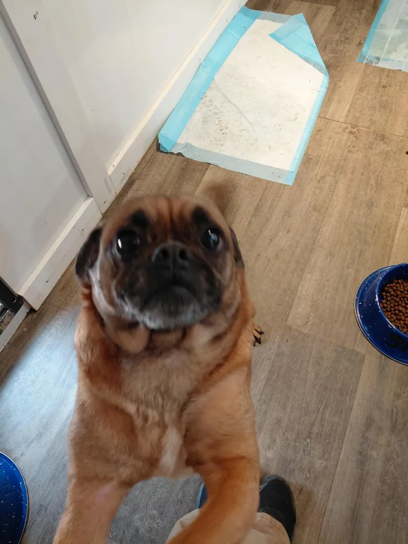 Brussel Sprout thumbnail 6