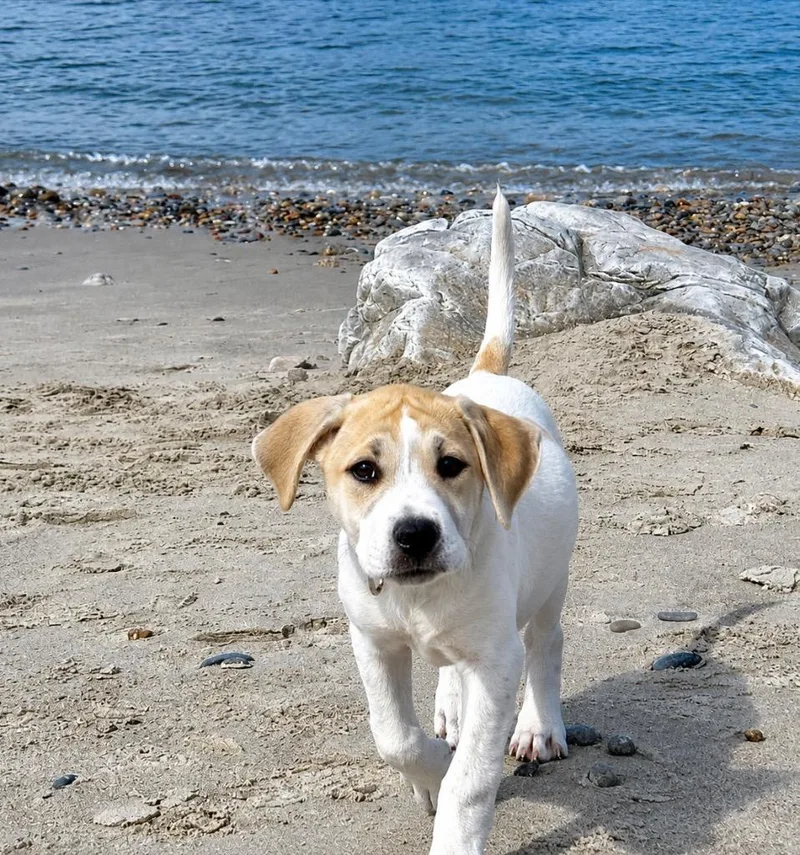 A baby large-sized female Labrador Retriever dog named Marlo for adoption in Princeton, MA