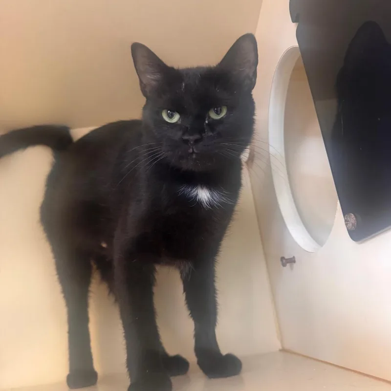 A young medium-sized female Black Domestic Short Hair cat named Regina for adoption in Lake Jackson, TX