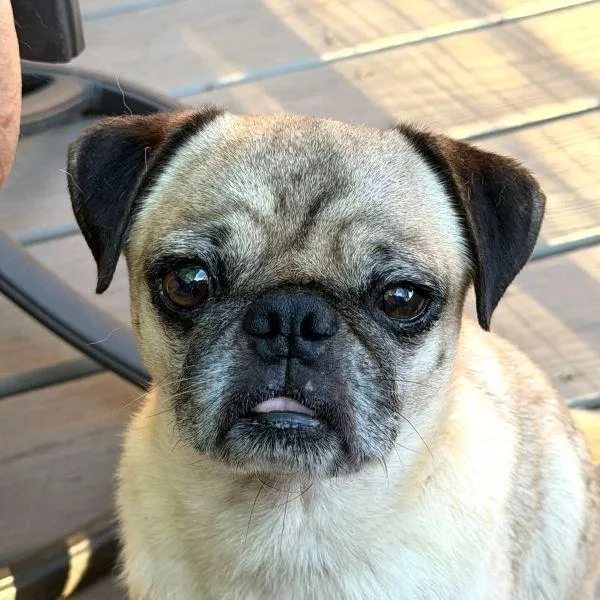 An adult small-sized male Yellow / Tan / Blond / Fawn Pug dog named Moses for adoption in Alvin, TX