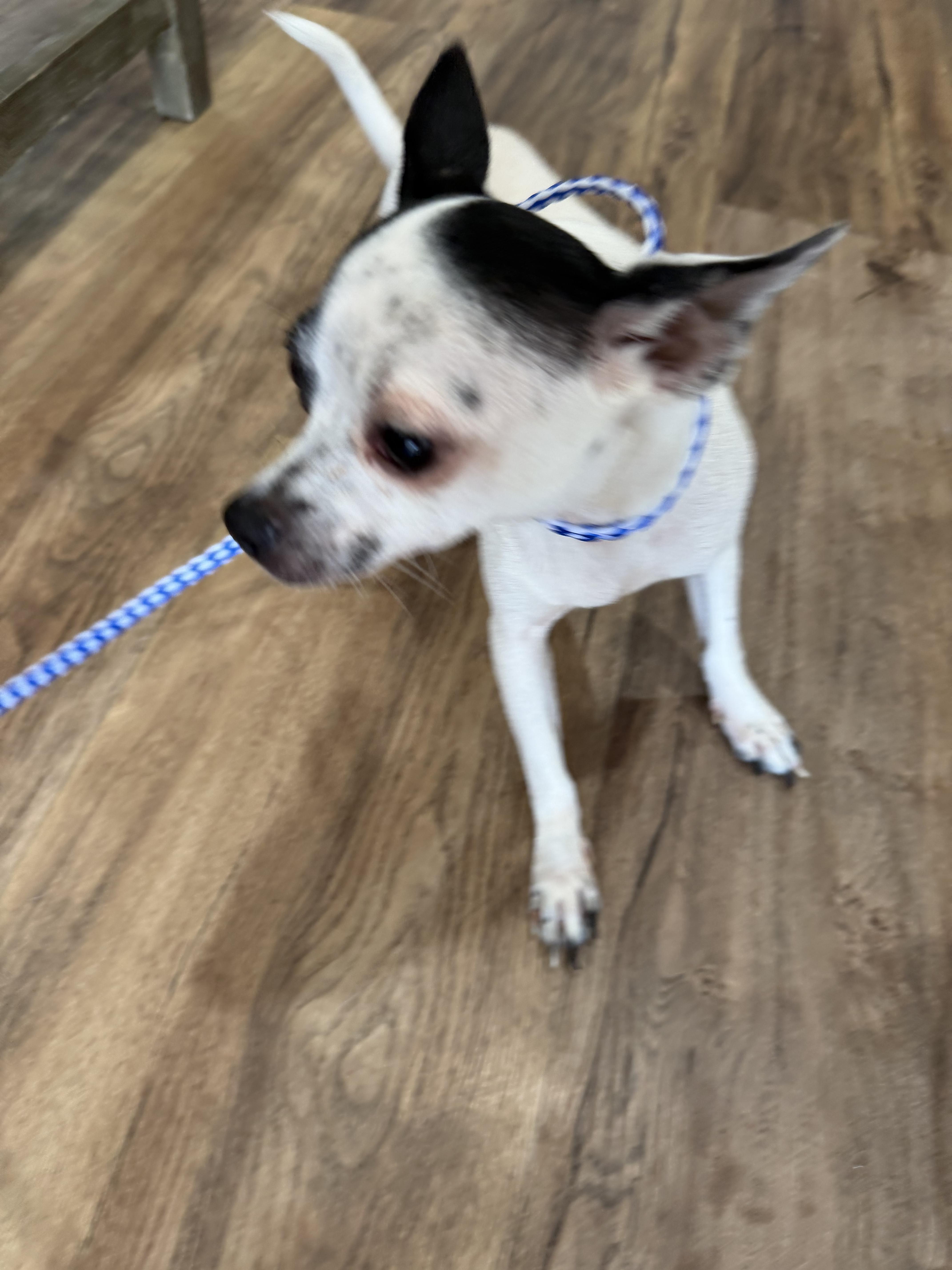 An adult small-sized female Chihuahua dog named Brandie for adoption in Louise, TX