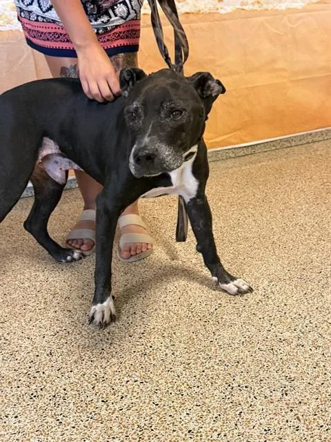 A senior medium-sized male Terrier dog named Paco for adoption in Miami, FL