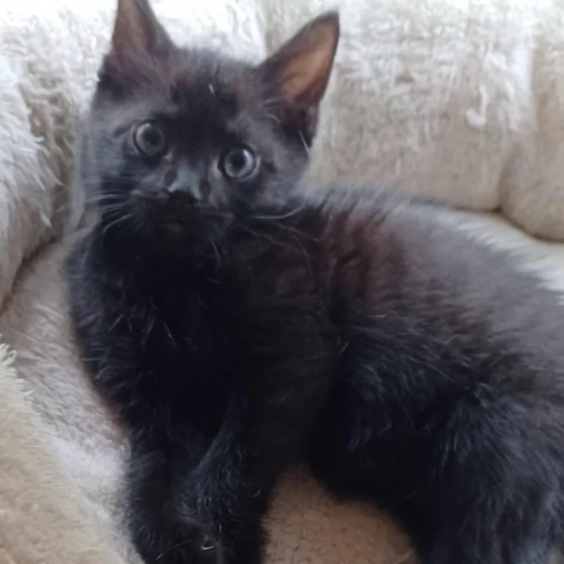 A baby small-sized male Black Domestic Short Hair cat named S Litter  Salvio for adoption in Washington, DC