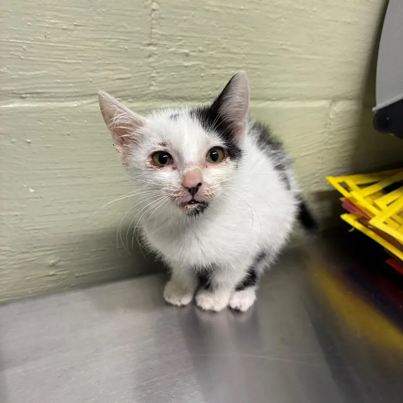 A baby small-sized female Domestic Short Hair cat named Cow for adoption in Eureka Springs, AR
