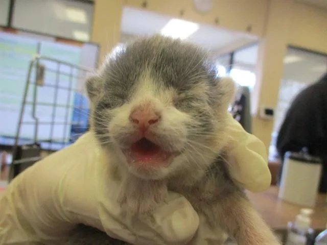A baby small-sized female Domestic Short Hair cat named Moon for adoption in Ocala, FL