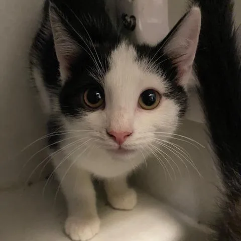 A baby small-sized male Black Domestic Short Hair cat named Bulbasaur for adoption in Dayton, OH
