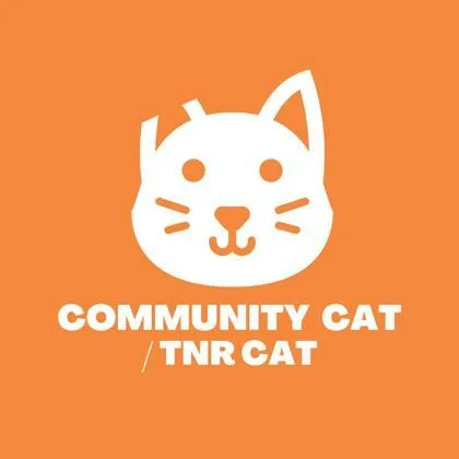 An adult medium-sized female Buff / Tan / Fawn Domestic Short Hair cat named 60809304 for adoption in El Paso, TX