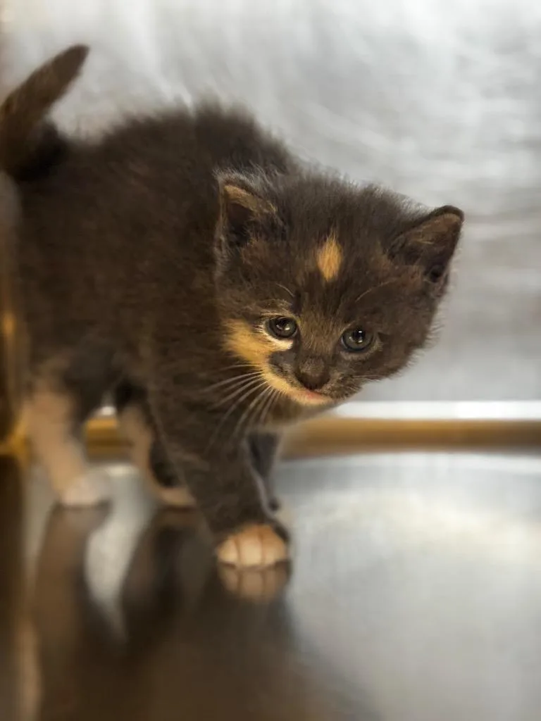 A baby small-sized female Domestic Short Hair cat named Bean for adoption in Lima, OH
