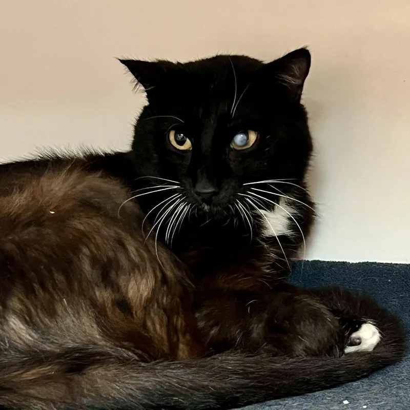 A young medium-sized male Black Domestic Medium Hair cat named Working Cat Dugan for adoption in Tacoma, WA