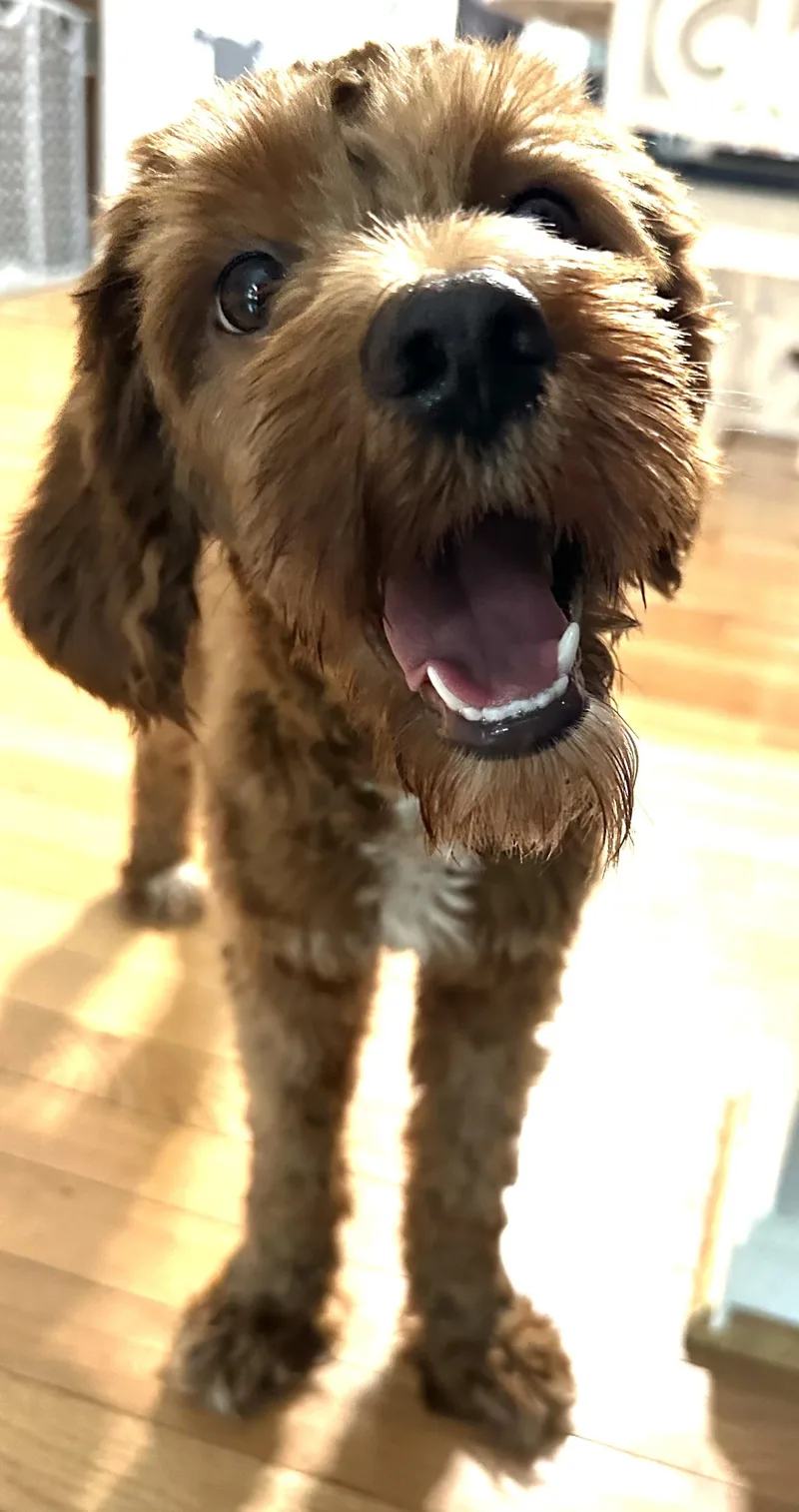 A young small-sized male Brown / Chocolate Miniature Poodle dog named Buddy for adoption in Bowie, MD