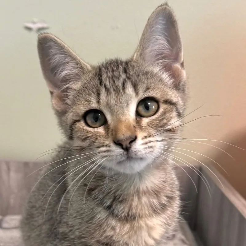 A baby small-sized female Brown / Chocolate Domestic Short Hair cat named Bessie for adoption in Goshen, IN