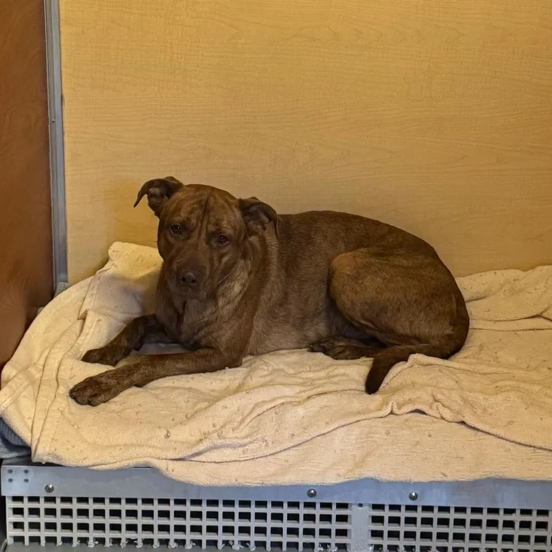 An adult large-sized male Brown / Chocolate Mixed Breed dog named Rambo for adoption in Saint Charles, MO