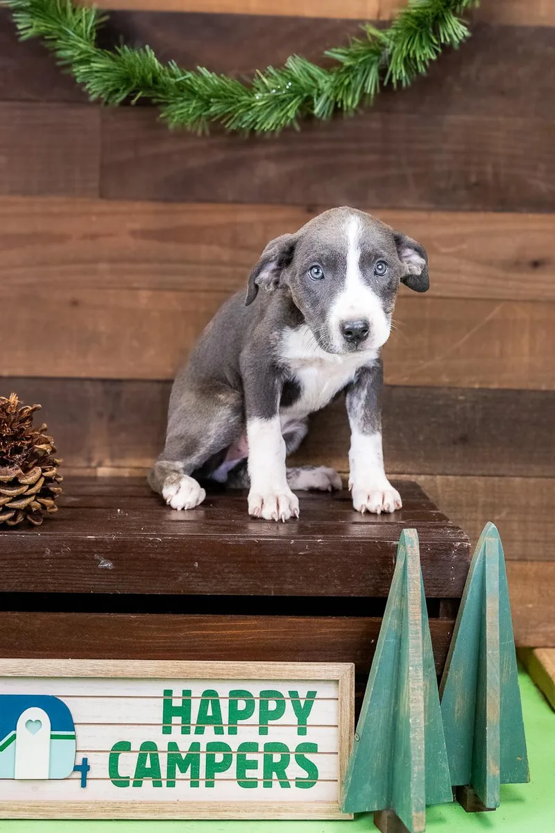 A baby medium-sized female Pit Bull Terrier dog named 468-26 for adoption in Brighton, CO