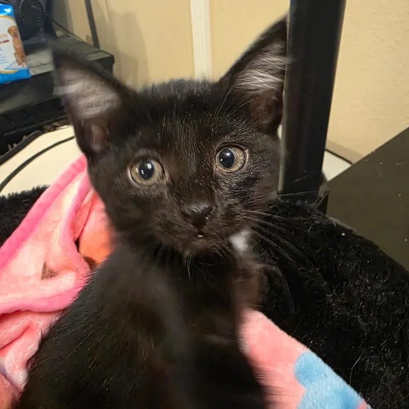 A baby small-sized male Black Domestic Short Hair cat named Sirius for adoption in Long Beach, CA