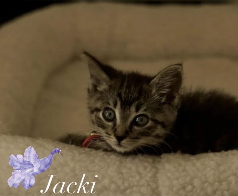 A baby medium-sized female Domestic Short Hair cat named Jacki for adoption in Los Alamitos, CA