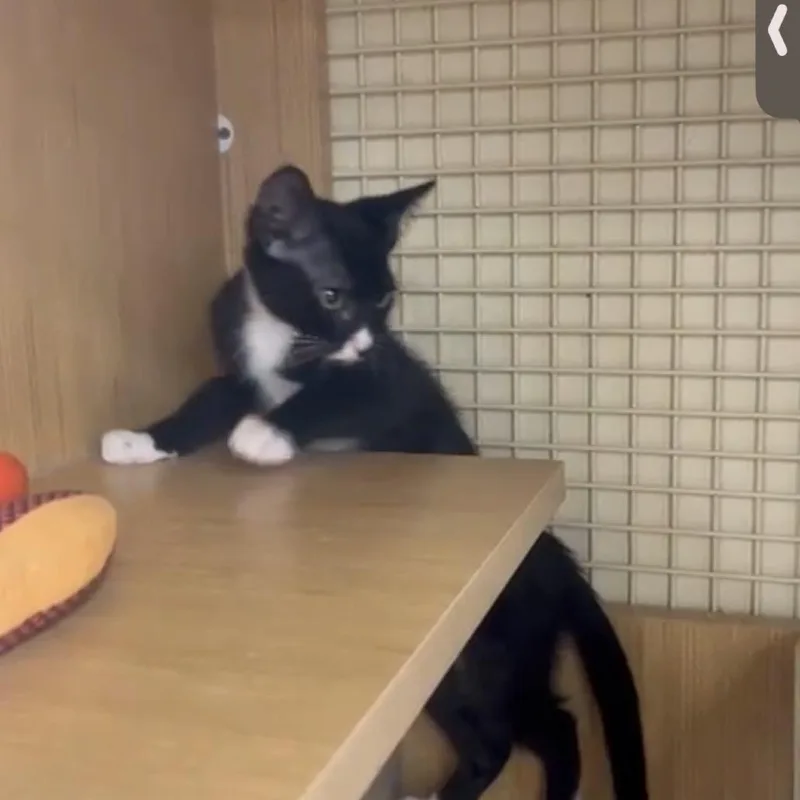 A baby small-sized male Black Domestic Short Hair cat named Corky for adoption in Middle Village, NY