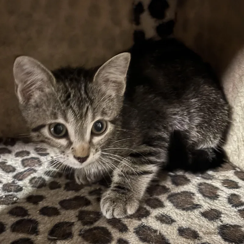 A baby small-sized male Domestic Short Hair cat named Deer for adoption in Bentonville, AR