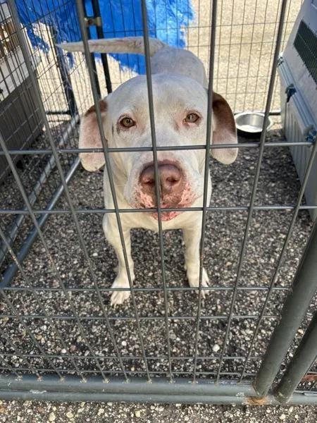 An adult extra large-sized male Pit Bull Terrier dog named Elmer for adoption in Mobile, AL