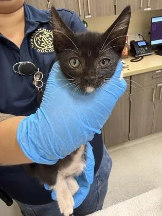A baby small-sized male Domestic Short Hair cat named Theodore for adoption in Honolulu, HI
