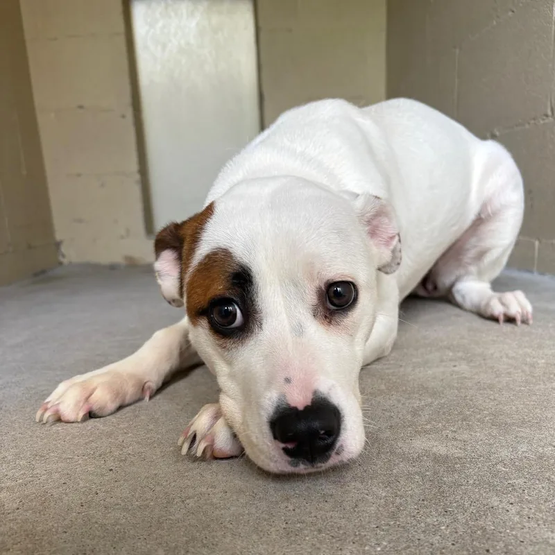 A young medium-sized female Yellow / Tan / Blond / Fawn Mixed Breed dog named Dorothy for adoption in Galveston, TX
