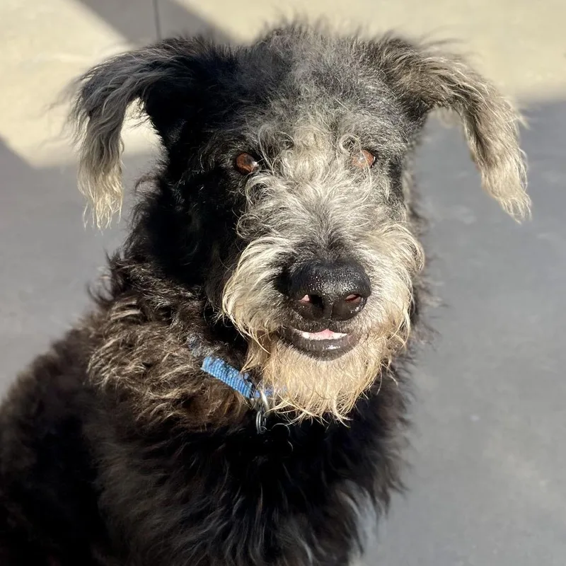 An adult large-sized male Black Poodle dog named Benny for adoption in Freeport, FL