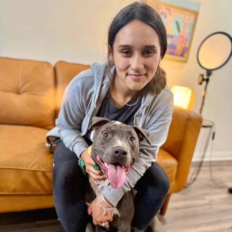 A young medium-sized male Gray / Blue / Silver Pit Bull Terrier dog named Sammy Simply So Sweet for adoption in Friendswood, TX