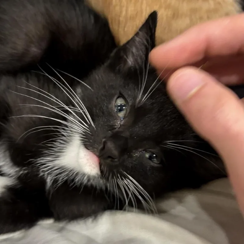 A baby small-sized male Black Domestic Short Hair cat named Zubi for adoption in Tustin, CA