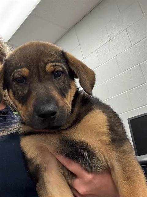 A baby small-sized male Bloodhound dog named Banjo for adoption in Corpus Christi, TX