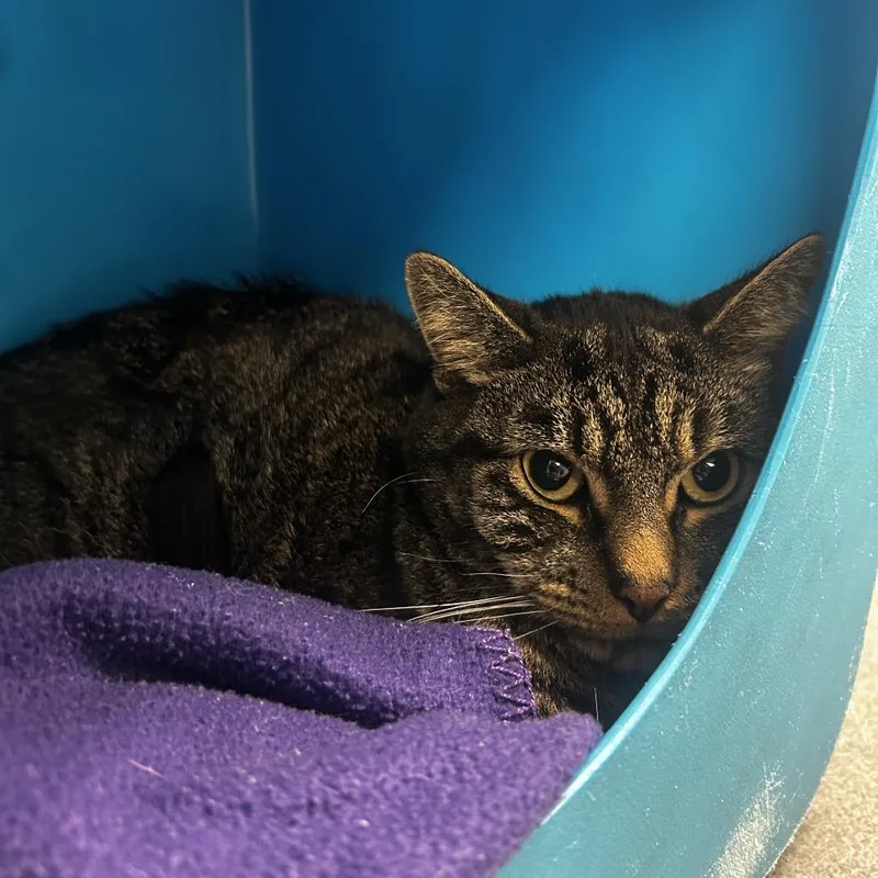 An adult medium-sized male Brown / Chocolate Domestic Short Hair cat named Toby for adoption in Waukesha, WI