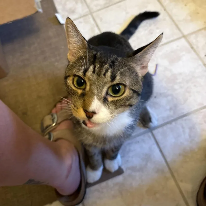 A young medium-sized male Brown / Chocolate Domestic Short Hair cat named Tofu Scramble for adoption in New York, NY